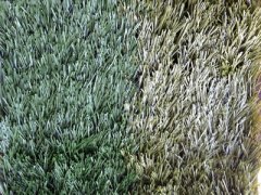 足球場專用單絲加筋草