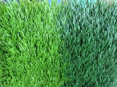 足球場專用U字型草坪