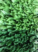 足球場專用網狀型草坪